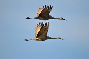 sandhill cranes