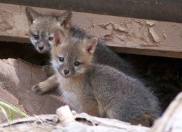 two little gray fox