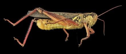 grasshopper on the black background