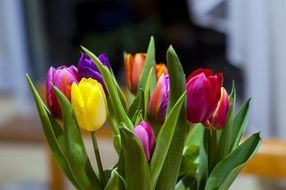 incredible beauty tulips