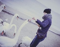 Feeding white swans