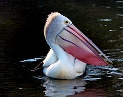 pelican bird in the wildlife