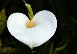 white flower Arum