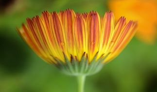 yellow orange flower close up