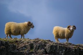 sheeps in mountains sky