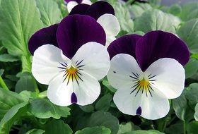 pansies or violets