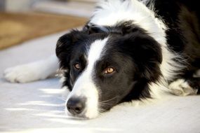 shrill dog look