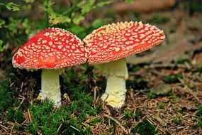 Red and white toxic fly agaric