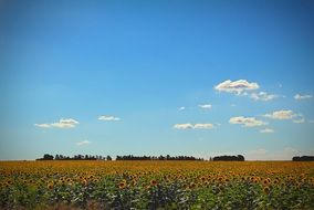 sunflower field against blue sky