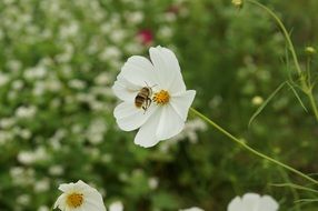 bee on the white summer flower