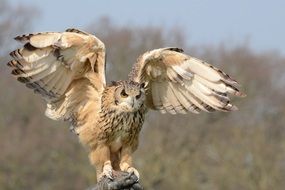 incredible beauty snowy owl