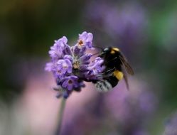 A hummel siiting on the purple flower of lavender