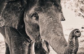 black and white photo of the muzzle of an elephant