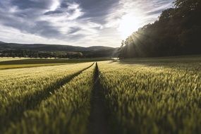 field grass crop sky sunset