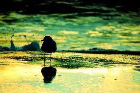 incredible beauty seagull bird