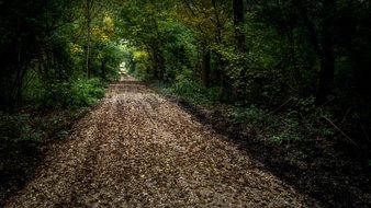 Forest atmosphere on the beautiful path