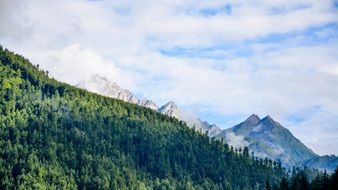 green forest on the mountain