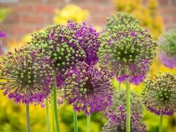 blooming purple flower in spring