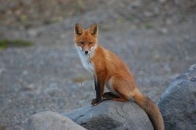 Fox on stone in the wild