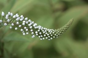 White inflorescence closeup
