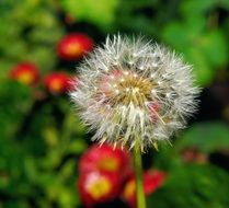 fluffy dandelion in summer