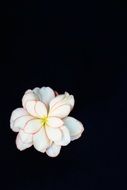delicate white flower on a black background
