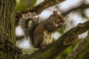 gray squirrel on tree