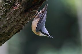 nuthatch on a tree