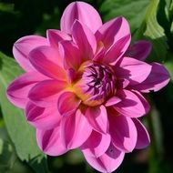 Big pink bloom "dahlia" grow in late summer