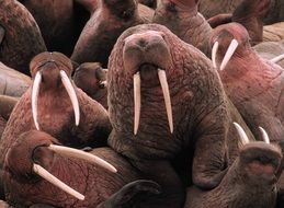 A lot of pacific walruses