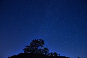 night skyscape, stars above tree