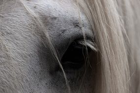 horse eye animal nature head