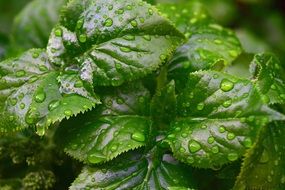 drop of water on green fresh leaves