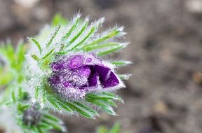bright purple flower in fluffy leaves