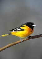 baltimore oriole bird