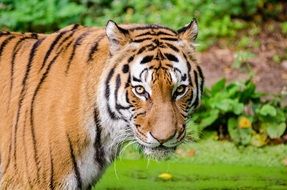 photo of wild tiger in nature
