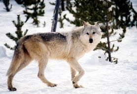 incredible beauty gray wolf