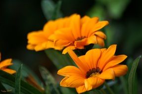 closeup picture of the orange petals on a blurred background