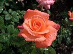 The rose with dew drops