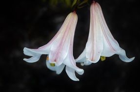 Natural blossoms