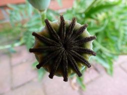 green bud in the garden