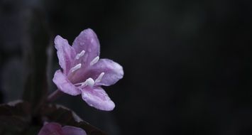 Beautiful pink flower blossomes in the garden