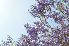 purple flower tree