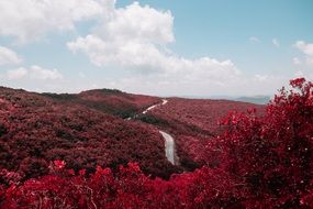 landscape of A lot of the red trees on hills
