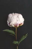 incredible beauty flower