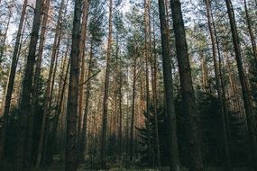 incredible beauty forest