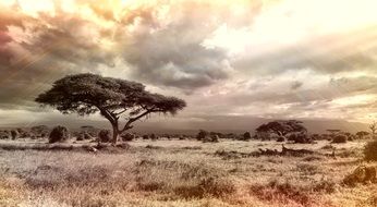 savannah landscape with cloudy sky and sunrays