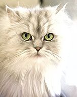 white cat with green eyes graphics