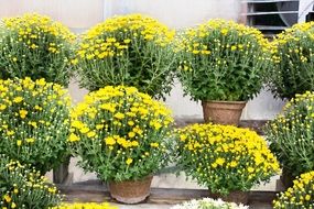 yellow flowers in pots near the house