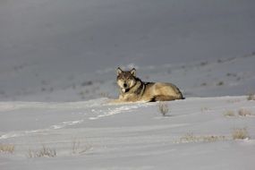 beautiful and delightful wolf